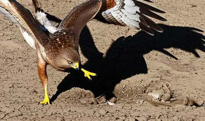 Illustration bating - Image 1