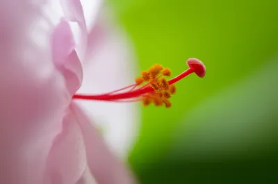 Hình ảnh minh họa adnate - Ảnh 1