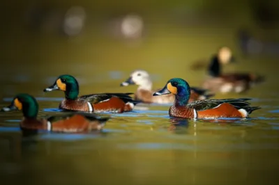 Illustration teal - Image 1