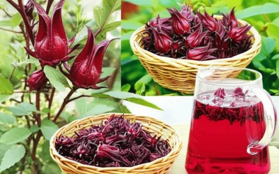 Illustration rosellas - Image 1