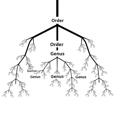 Illustration families - Image 1