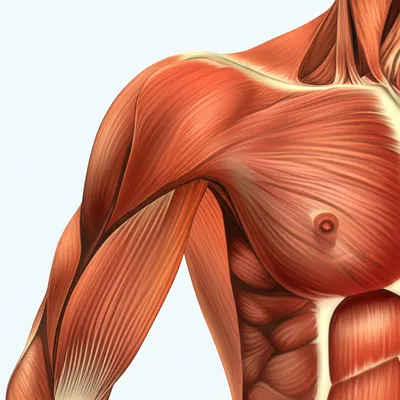 Illustration biceps - Image 1