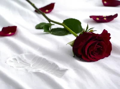 Illustration ransack - Image 1