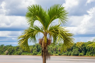 Illustration ita - Image 1