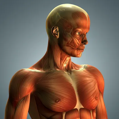 Illustration corporeal - Image 1