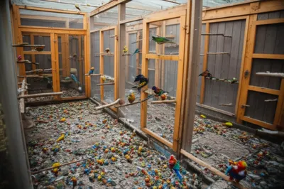 Illustration mew - Image 1