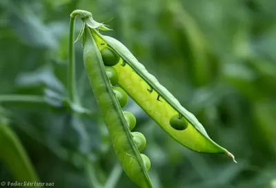 Illustration bivalve - Image 1