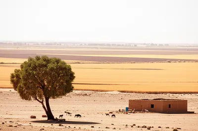 Illustration bled - Image 1