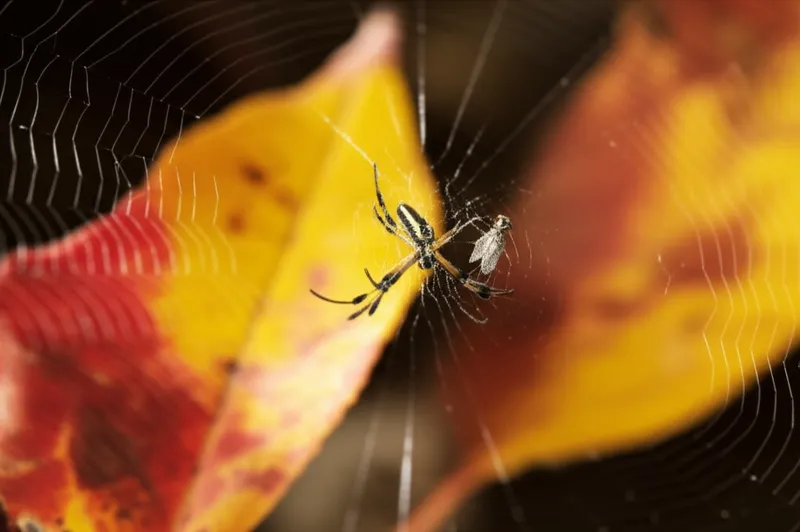 توضيح مرئي للكلمة "spiders" - عناكب