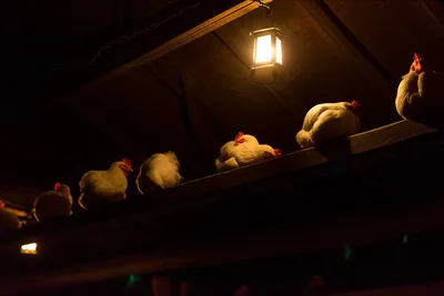 Illustration roosting - Image 1