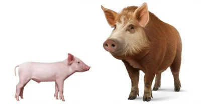 Illustration pig - Image 1