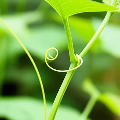 Illustration recurved - Image 1