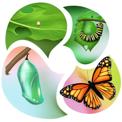 Illustration metamorphism - Image 1