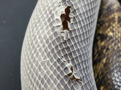 Illustration sloughing