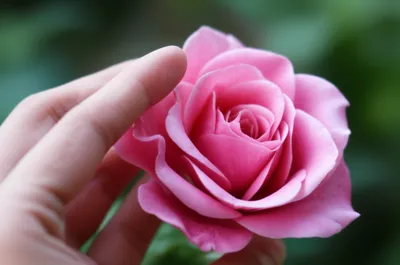 Illustration caressed - Image 1