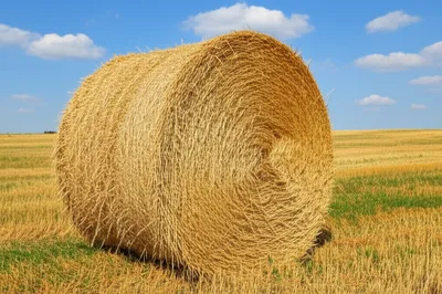 Illustration coles - Image 1