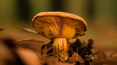 Illustration undersides