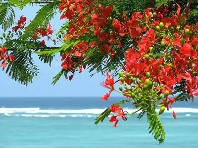 Illustration flamboyant - Image 2