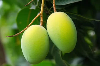 Hình ảnh minh họa maraca - Ảnh 1