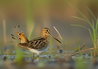 Illustration pintails - Image 1