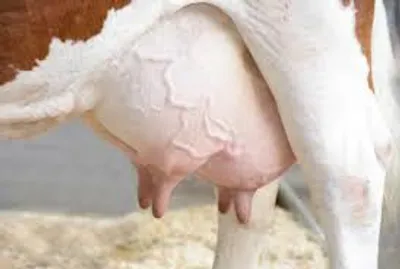 Illustration dug - Image 2