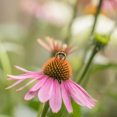 Illustration echinacea - Image 2