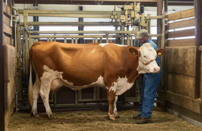 Illustration crushes - Image 1