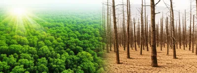 Illustration diminishing - Image 1