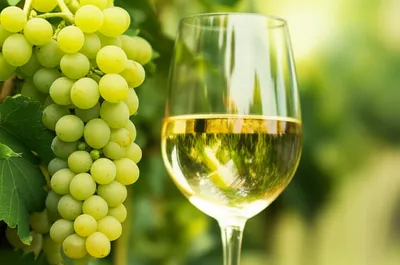 Illustration chardonnay - Image 1
