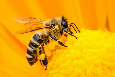 Illustration pollinated