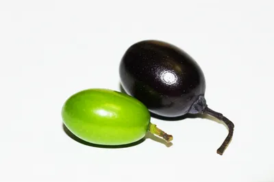 Illustration olive - Image 1