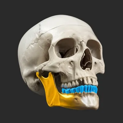 Illustration mandibles - Image 1