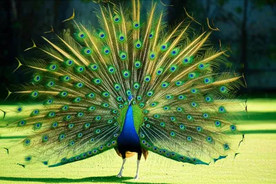 Illustration flash - Image 1