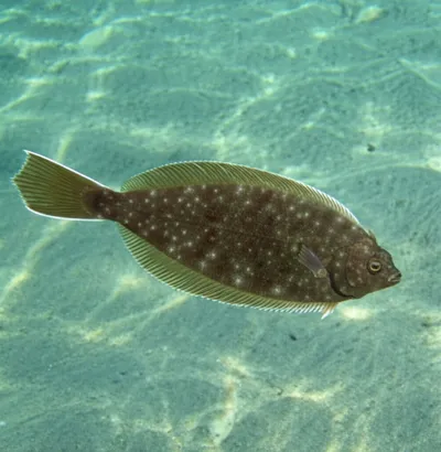 Illustration tong - Image 1