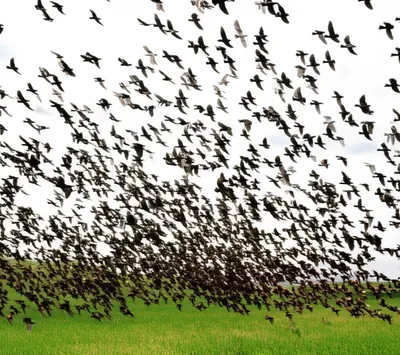 Illustration knots - Image 1