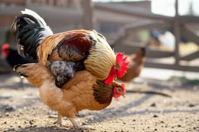 Illustration serves - Image 1