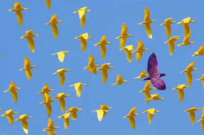 Illustration aberrant - Image 1