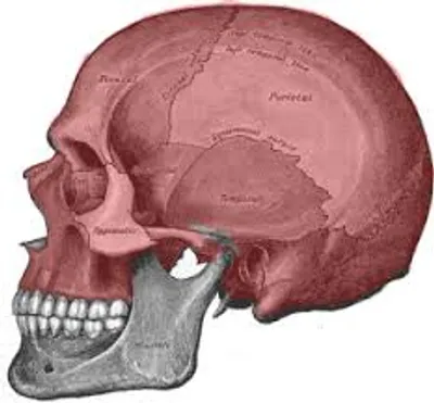 Illustration cranium - Image 2