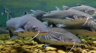 Illustration barbs - Image 1