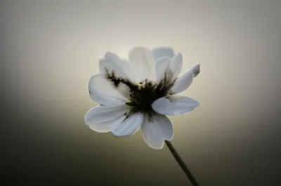 Illustration taints - Image 1