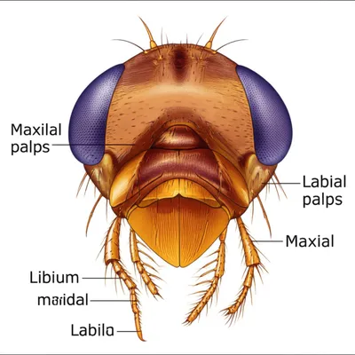 Illustration mentum - Image 1