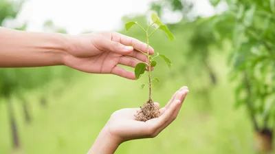 Illustration loans - Image 1