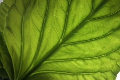 Illustration veins - Image 1