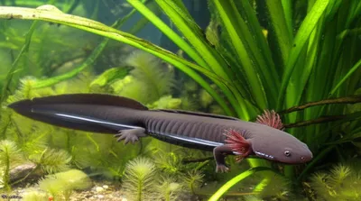 Illustration sirens - Image 1