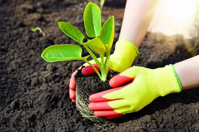 Illustration rearing - Image 1