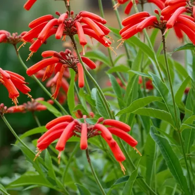 Illustration crocosmias - Image 1