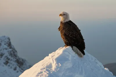 Illustration sublimer - Image 1