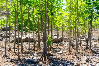 Illustration tolerant - Image 1