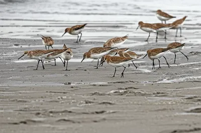 Illustration stints - Image 1