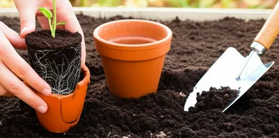 Illustration transplanting